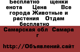 Бесплатно !!! щенки енота!! › Цена ­ 1 - Все города Животные и растения » Отдам бесплатно   . Самарская обл.,Самара г.